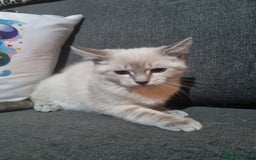Ragdoll cats for sale: Ragdoll X Bengal - Image 10