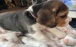 Beagle dogs for sale: KC Registered Beagle Puppies - Image 6