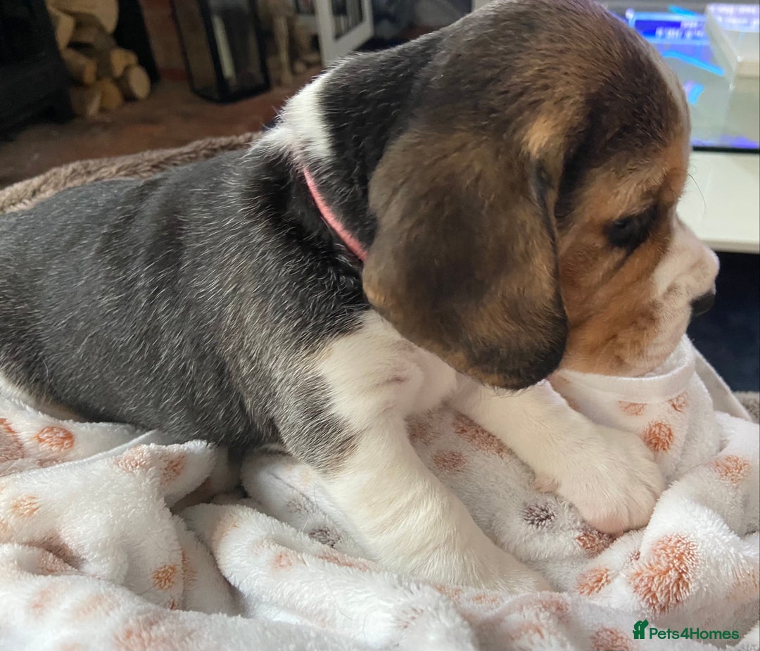 Beagle dogs for sale: KC Registered Beagle Puppies - Image 6