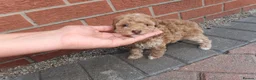 Cockapoo dogs for sale: Beautiful cockapoo puppies  - Advert 6