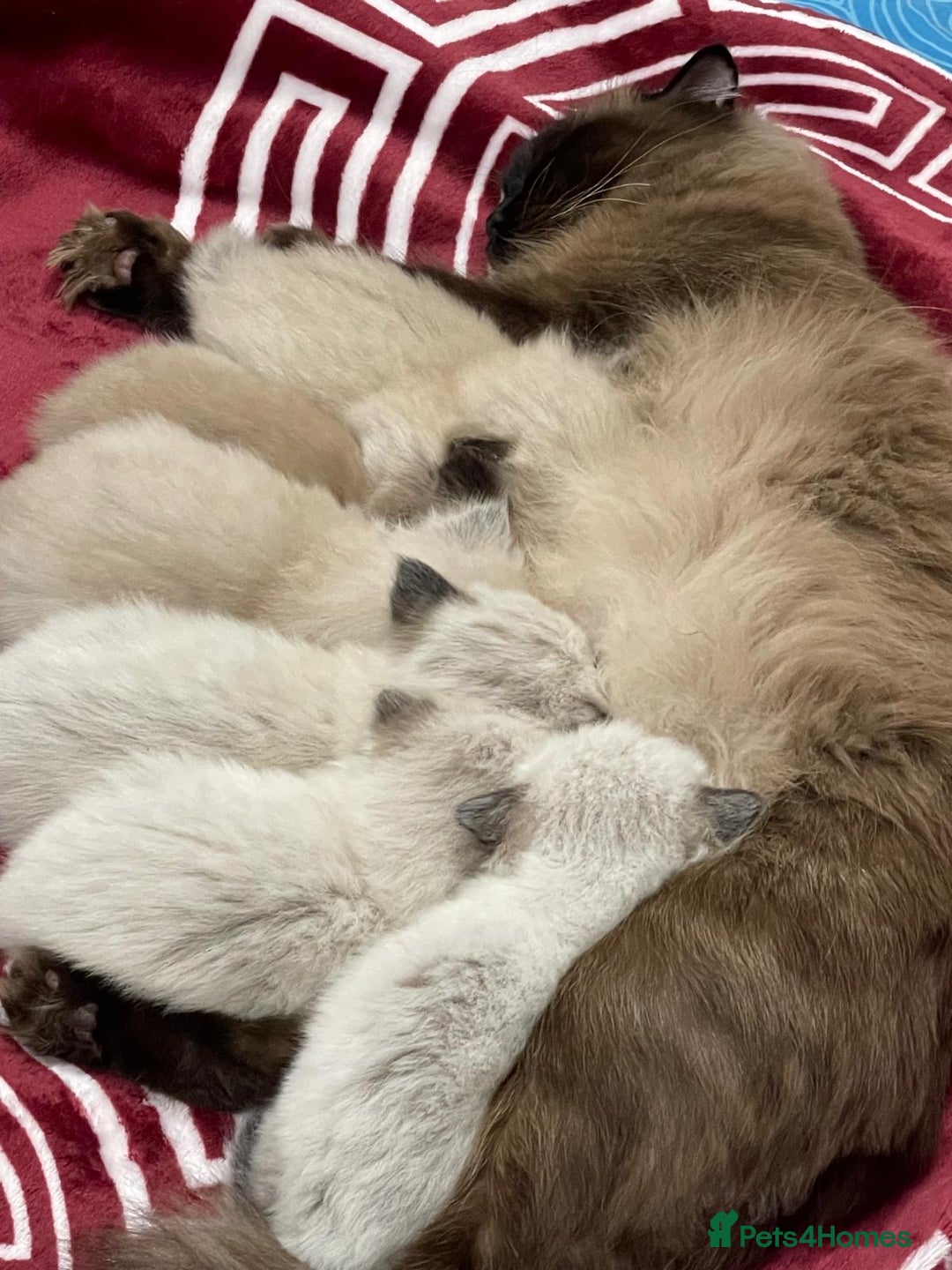 Scottish Fold cats for sale: Beautiful Scottish fold🌹☺️ - Advert 12