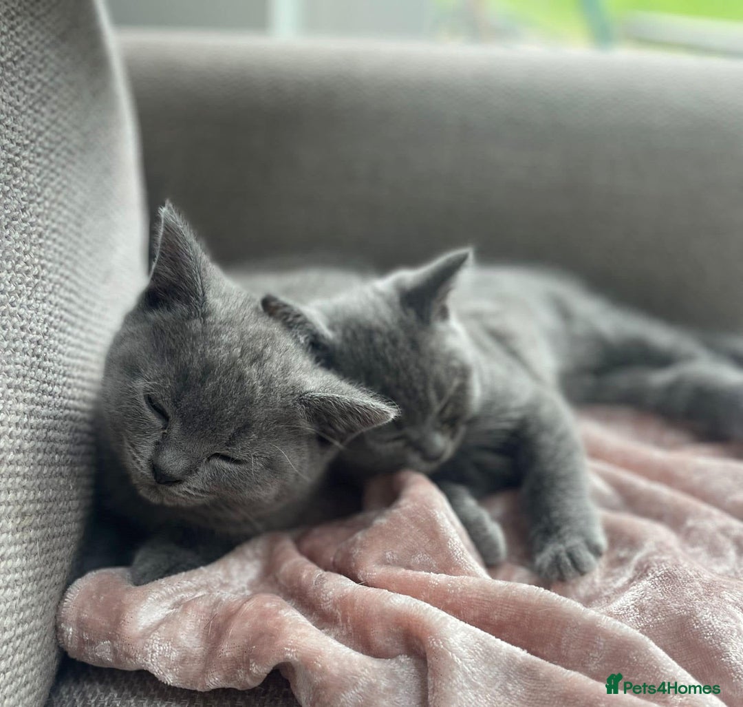 British Shorthair cats for sale: Beautiful litter of British blues  - Image 6