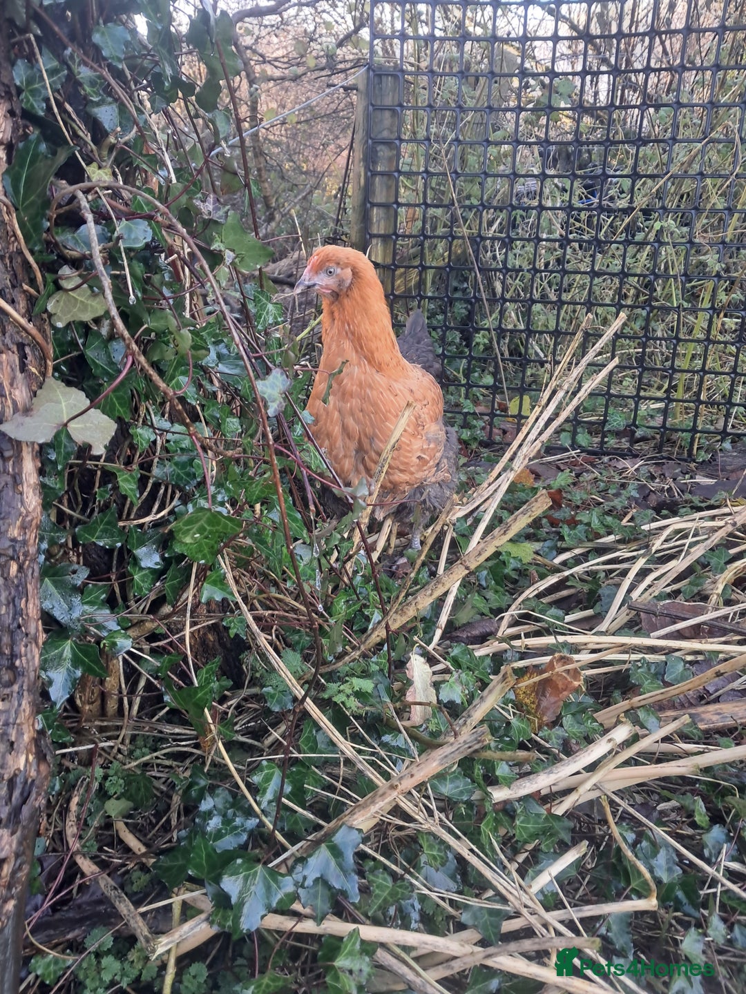 Chickens poultry for sale: POINT OF LAY PULLETS AVAILABLE  - Advert 21