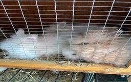 Lionhead rabbits for sale: 2 boys rabbits w blue eyes left to purchase  - Image 9