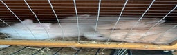 Lionhead rabbits for sale: 2 boys rabbits w blue eyes left to purchase  - Advert 9