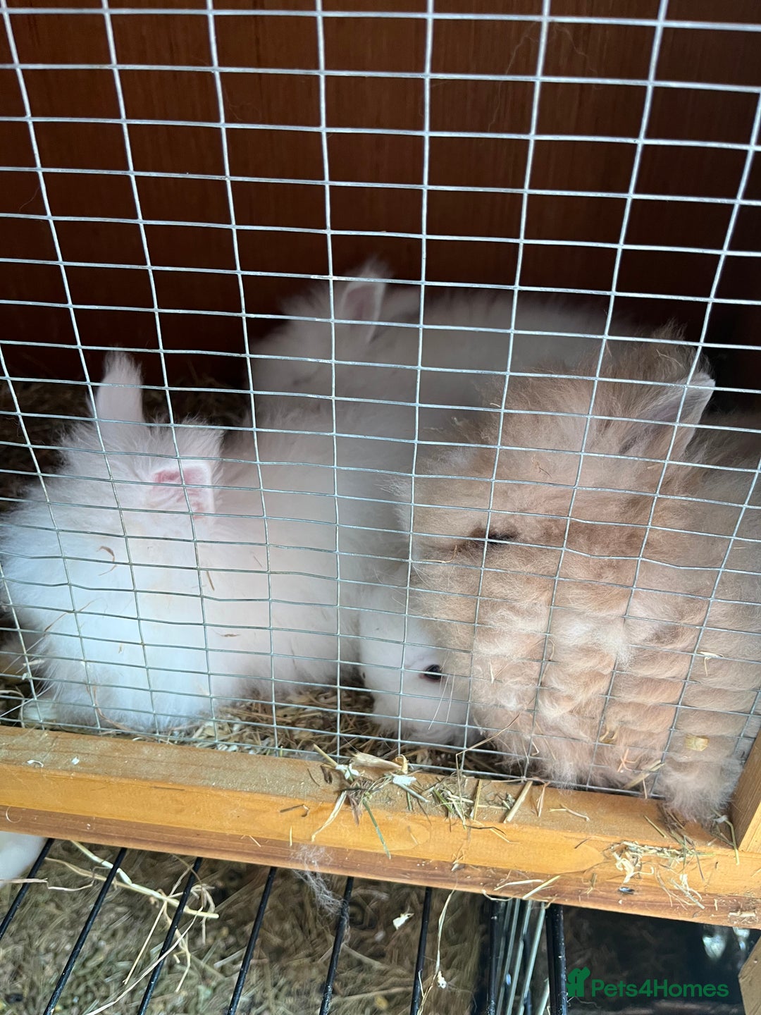 Lionhead rabbits for sale: 2 boys rabbits w blue eyes left to purchase  - Image 9