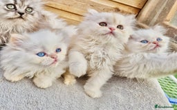 Persian cats for sale: BEAUTIFUL DOLL FACE FULL PERSIAN LONG HAIR KITTEN - Advert 2