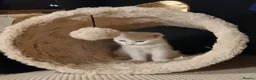 Mixed Breed cats for sale: 1 pure white girl kitten left for sale  - Advert 15