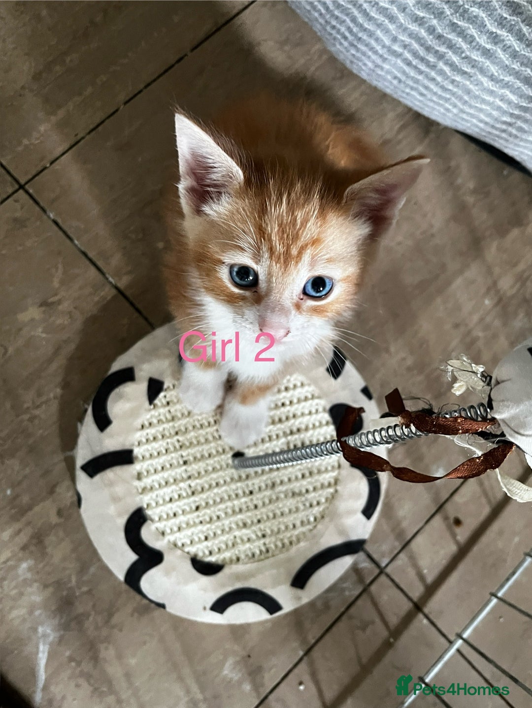 Mixed Breed cats for sale: 3 ginger kittens 🐈 - Image 12