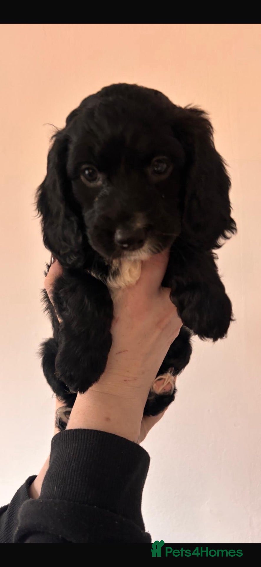Mixed Breed dogs for sale: Sproodle - Advert 12