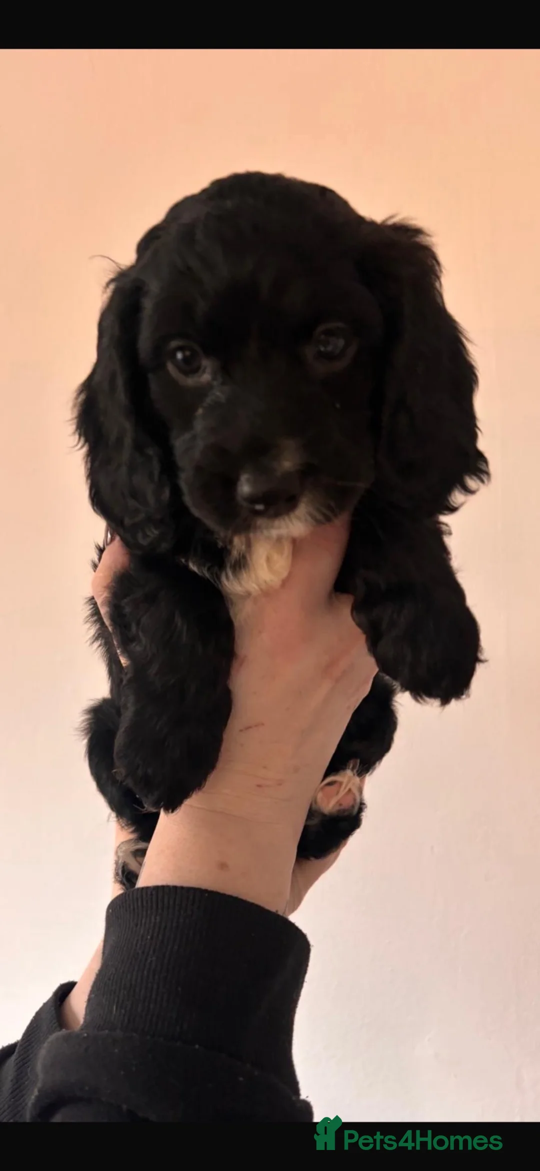 Mixed Breed dogs for sale: Sproodle - Advert 1