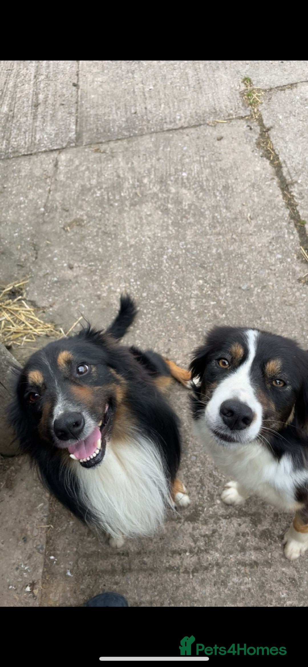 Border Collie dogs for sale: Quality Long Coated Tri Border Collie Puppies - Advert 18