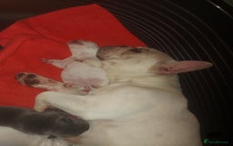 French Bulldog dogs for sale: 4 fluffy French bull dogs pups males 1 female  - Image 1