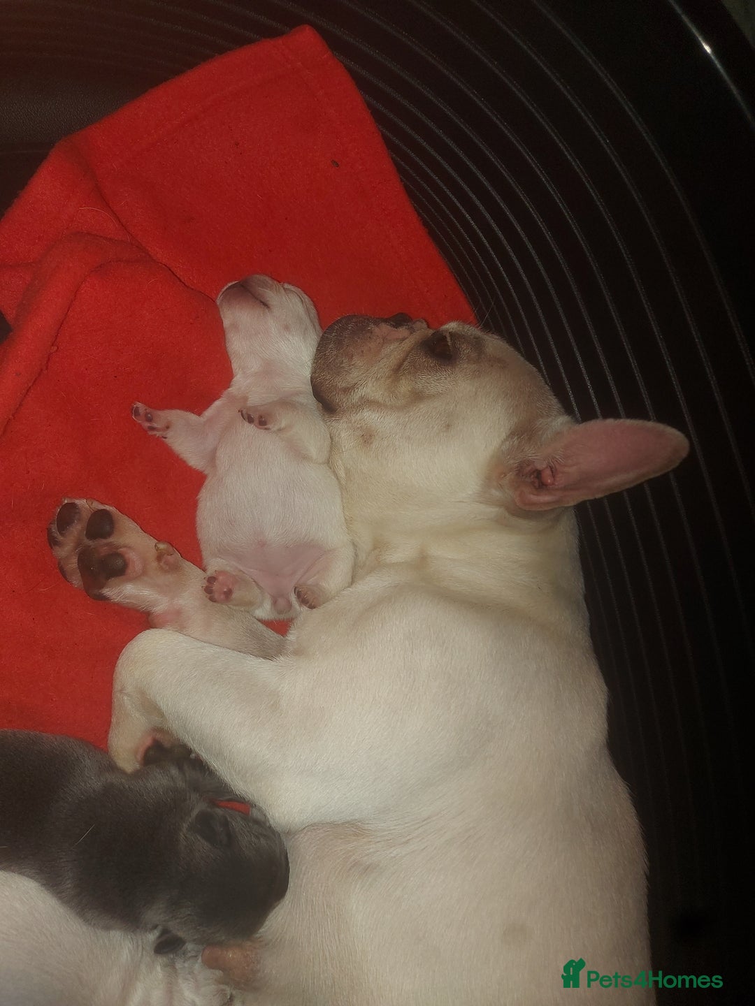 French Bulldog dogs for sale: 4 fluffy French bull dogs pups males 1 female  - Image 1