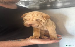 Shar Pei dogs for sale: 2 boys left full shar pei - Image 11