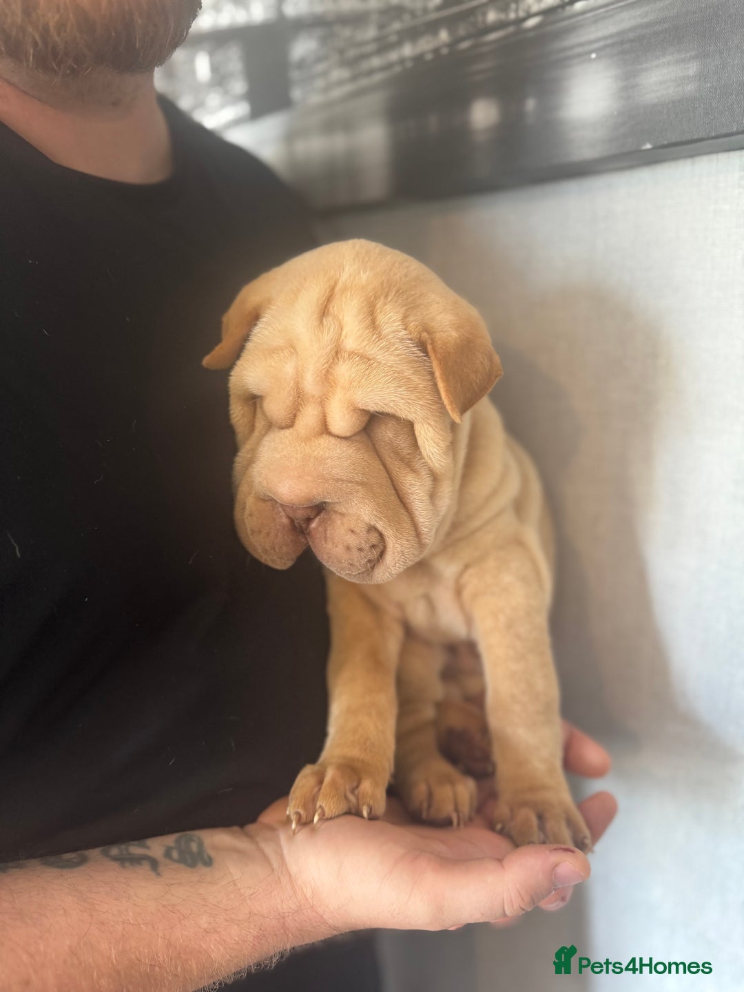 Shar Pei dogs for sale: 2 boys left full shar pei - Image 11