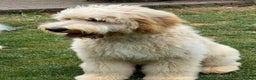 Goldendoodle dogs for sale: Goldendoodles F1, both parents hip scored          - Advert 21