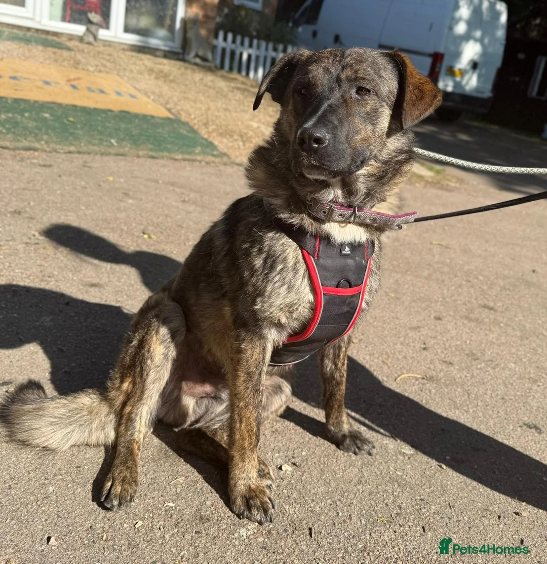 Mixed Breed dogs for sale: Adopt beautiful Bertie !!!  in Esher - Advert 8