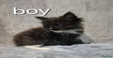Maine Coon cats - Advert 13