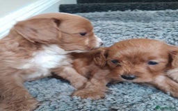 Cavapoo dogs for sale: Cavapoos pups amazing coulers  - Image 5