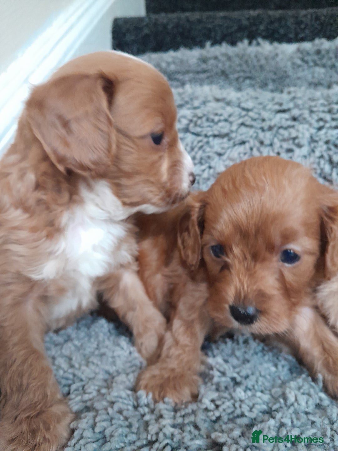 Cavapoo dogs for sale: Cavapoos pups amazing coulers  - Image 5