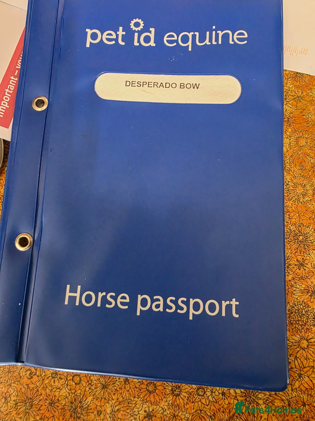 Irish Cob horses for sale: Rising 2 year old  piebald cob colt  in Louth - Advert 2