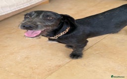 Mixed Breed dogs for adoption: Funny Little Fritz - Image 6