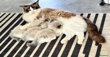 Ragdoll cats - Advert 11