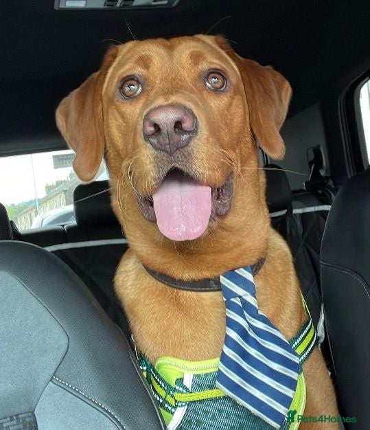 Labrador Retriever dogs Mr Ronnie the Red Fox Lab - Advert 2