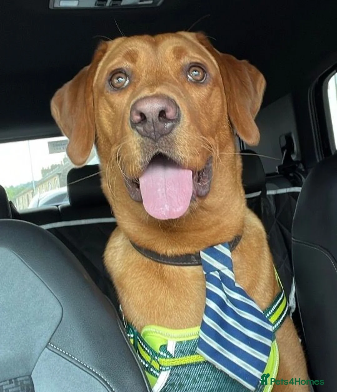 Labrador Retriever dogs for sale: Mr Ronnie the Red Fox Lab - Advert 1
