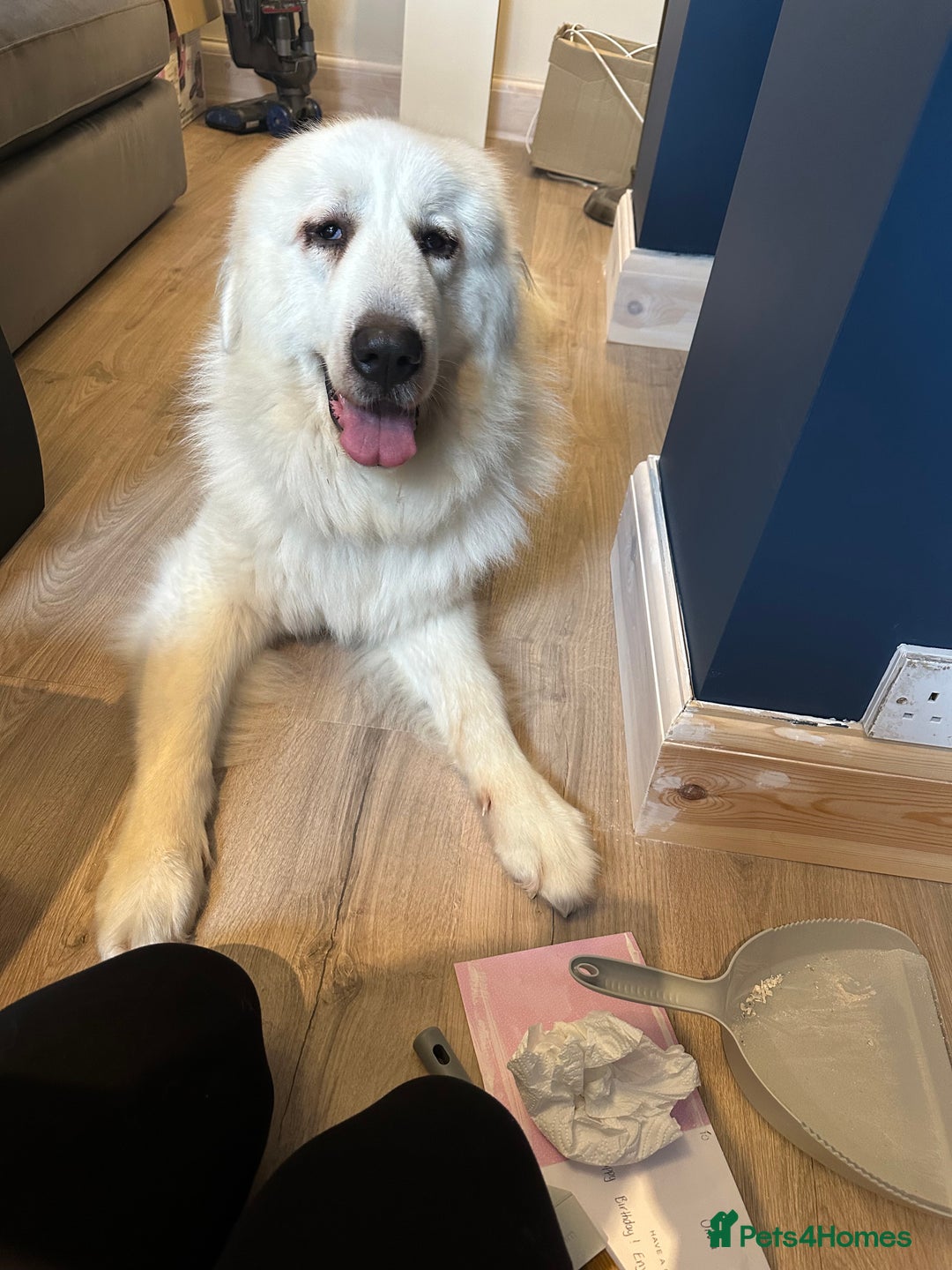 Pyrenean Mountain Dog dogs for sale: 3 Year Old Loving Girl  - Advert 3