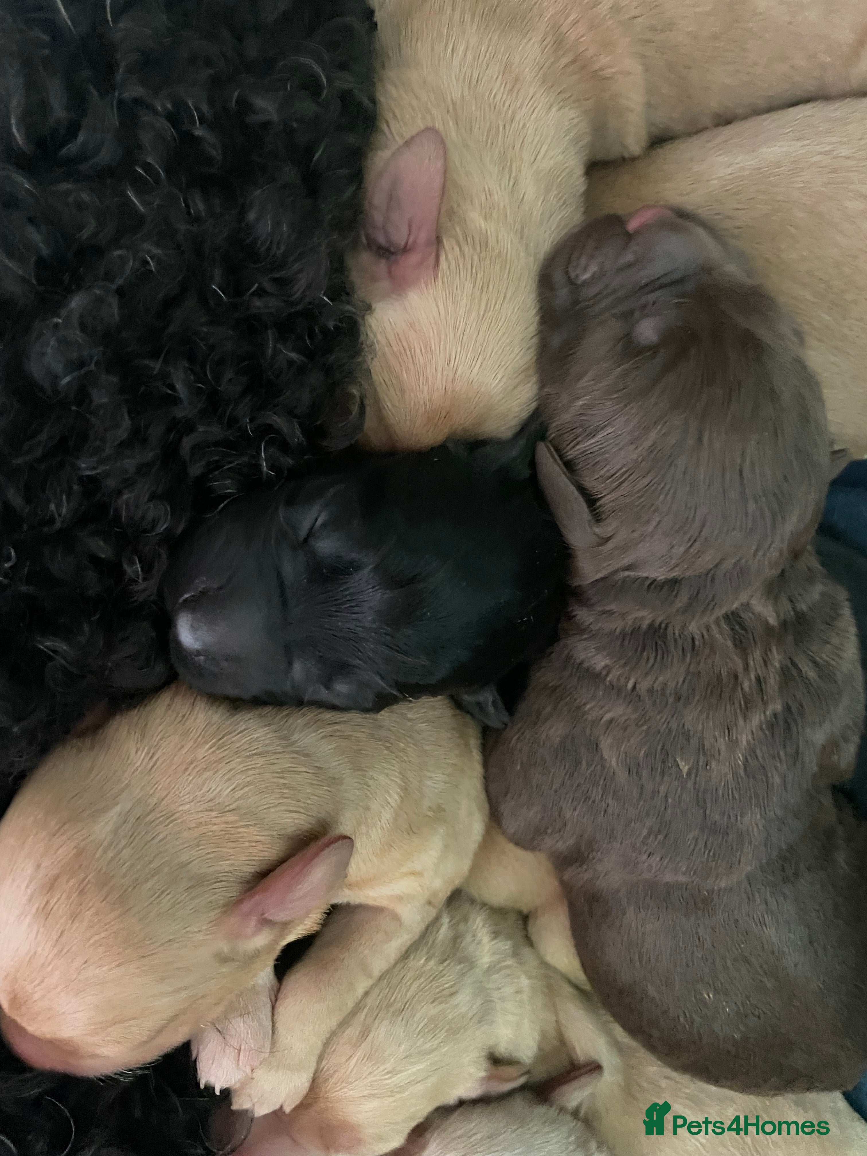 Mixed Breed dogs Gorgeous litter of 7 in Billingham - Advert 12