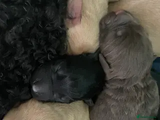 Mixed Breed dogs Gorgeous litter of 7 in Billingham - Advert 12