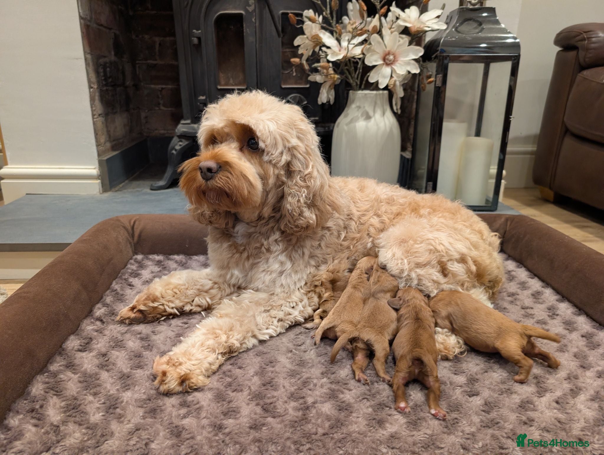 Cavapoo dogs Adorable F1 Cavapoo puppies.  - Advert 5
