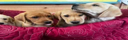 Labrador Retriever dogs for sale: KC Reg Labrador pups Working Traditional Chunky - Advert 8