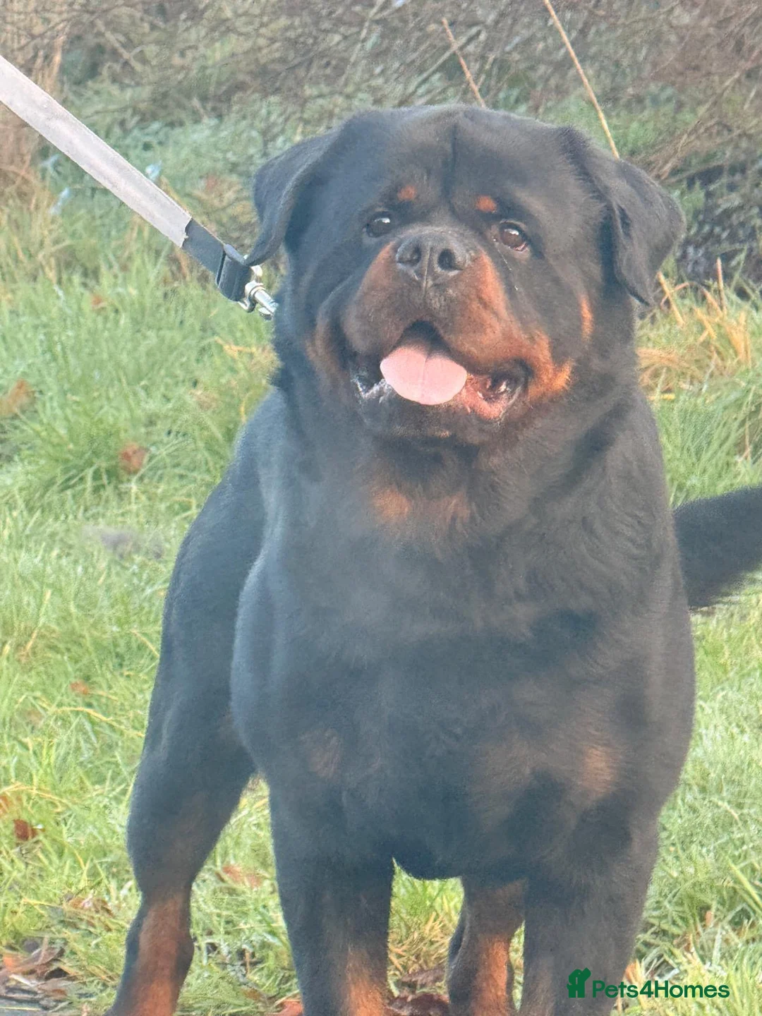 Rottweiler dogs for stud: Top quality health tested kc male German X serbian - Advert 9