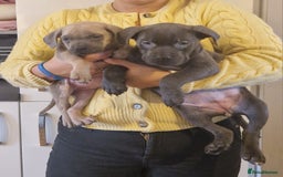 Cane Corso dogs for sale: Superb Cane Corso Puppies Available  - Image 2