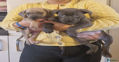 Cane Corso dogs - Advert 11