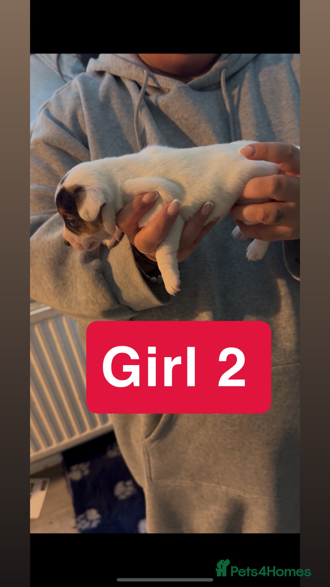 Jack Russell dogs for sale: Jack Russell puppy’s  - Image 4