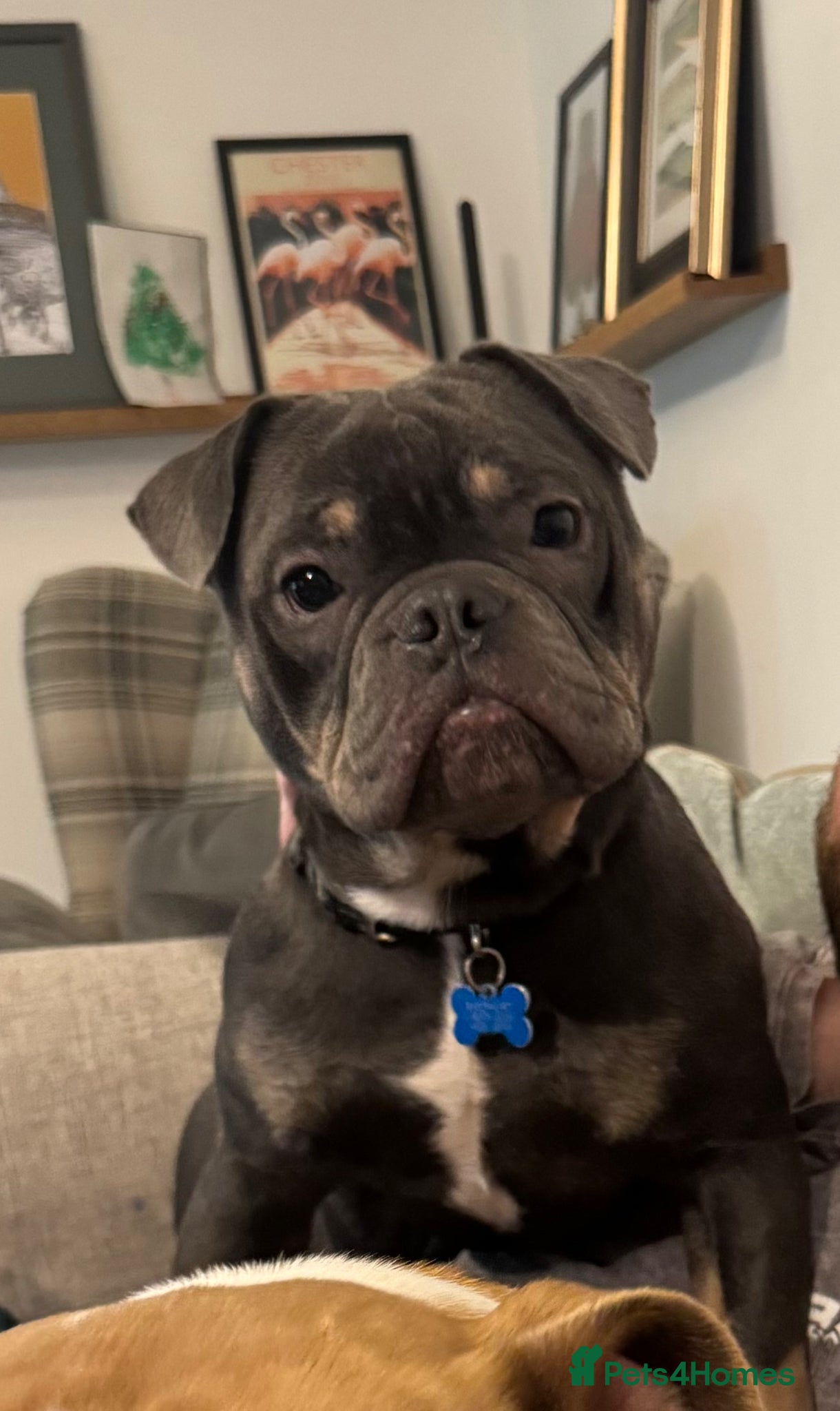 Mixed Breed dogs One year old French x olde English bulldog - Advert 3