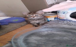 Munchkin cats for sale: Beautiful markings lush coat tabby tuxedo  - Image 1