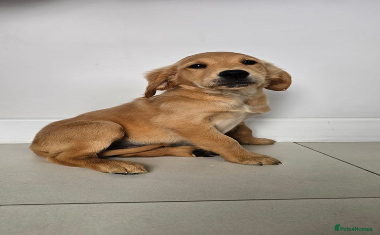 Golden Retriever dogs - Advert 2