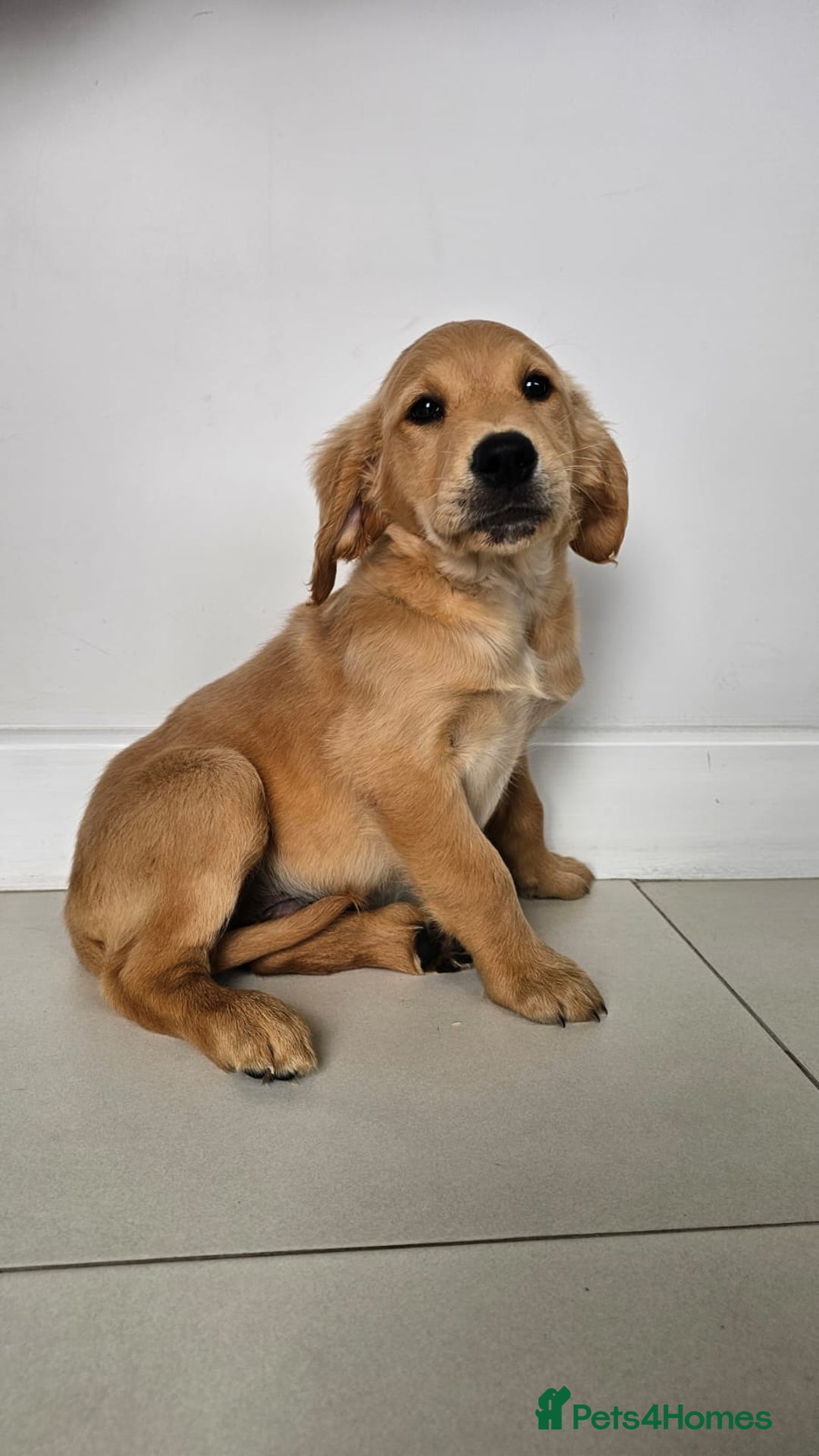 Golden Retriever dogs for sale: Golden Retriever Puppies  - Image 1