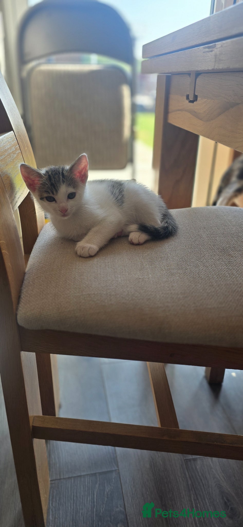 Mixed Breed cats 1 little boy kitten remaining - Advert 2