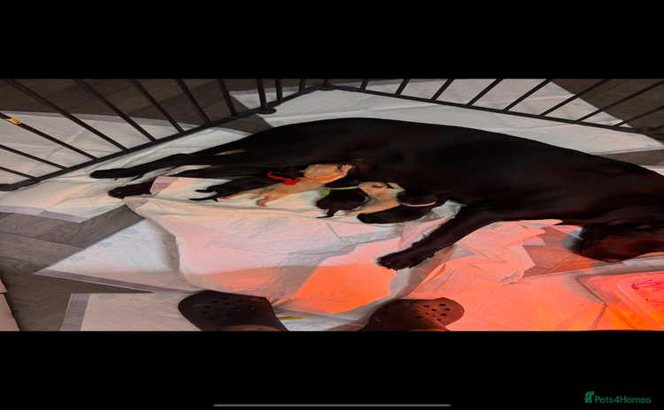 Labrador Retriever dogs Stunning lab pups - Advert 15