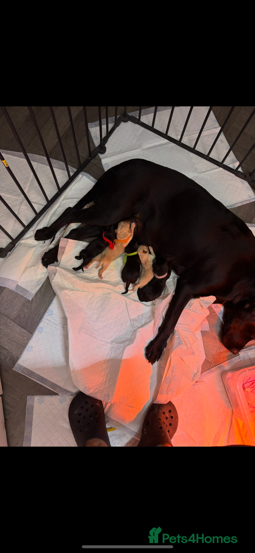 Labrador Retriever dogs for sale: Stunning lab pups - Advert 1