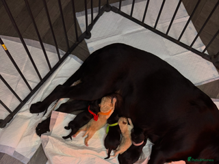 Labrador Retriever dogs Stunning lab pups - Advert 5