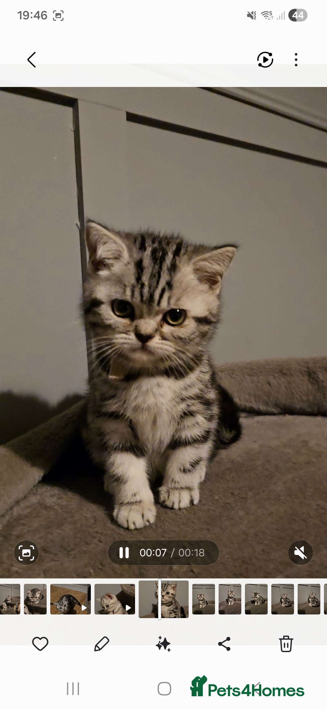 British Shorthair cats for sale: Beautiful bsh silver tabby kitten - Advert 11