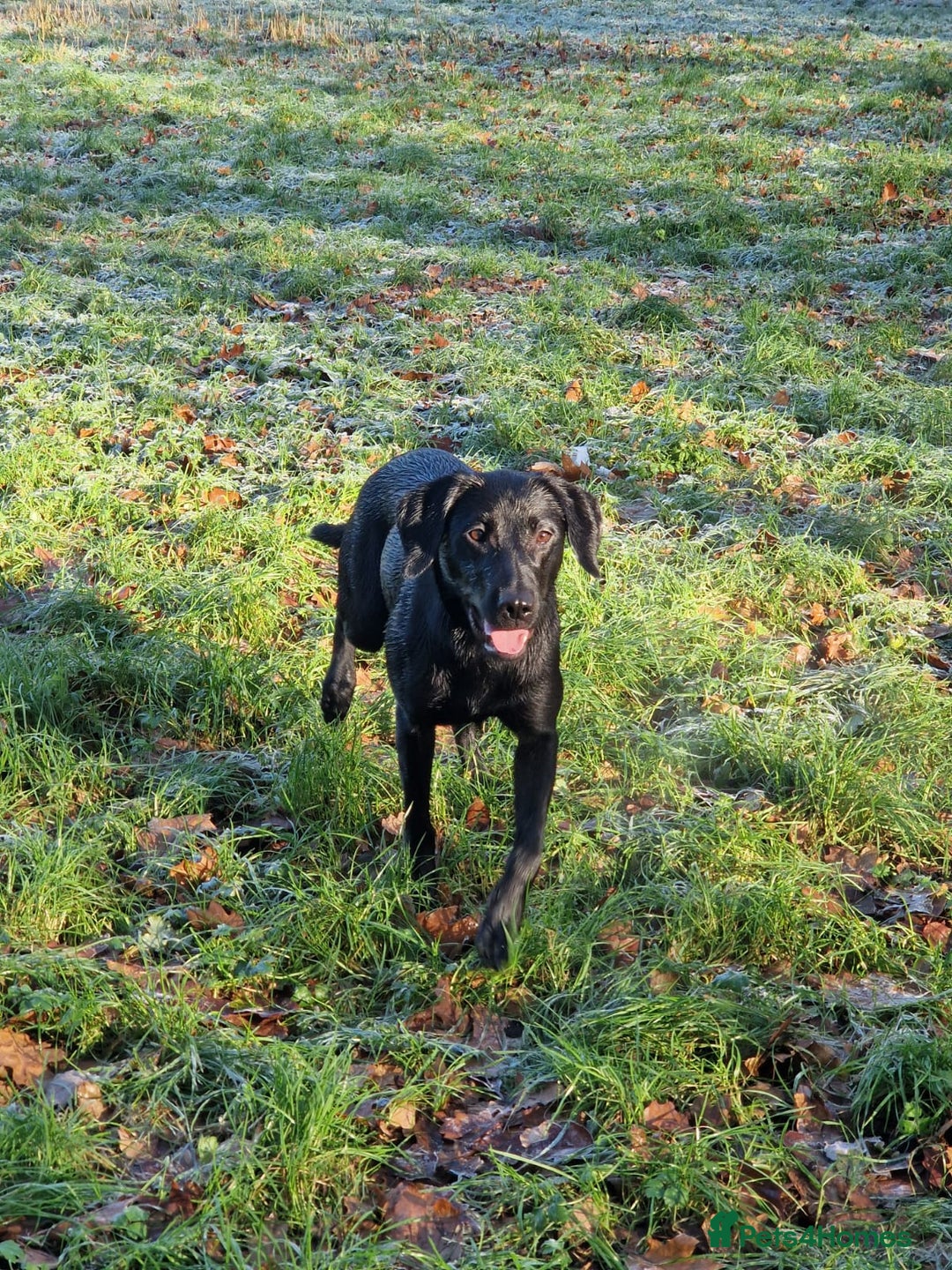 Labrador Retriever dogs for sale: Poppy 1 year old female labrador  - Advert 7