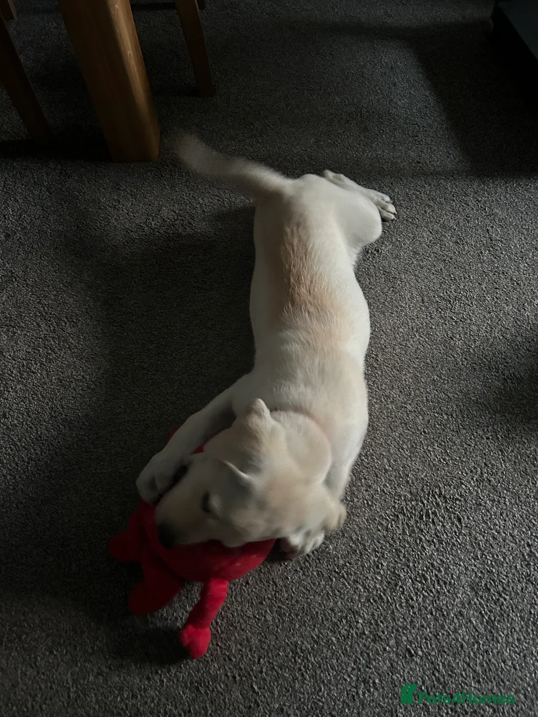 Labrador Retriever dogs for sale: Welcome Anjola, 9-month old Labrador, to your home - Advert 10